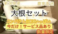 12/19迄！新鮮！採れたて　小さめ大根セット4〜５本　コンパクトBOX
