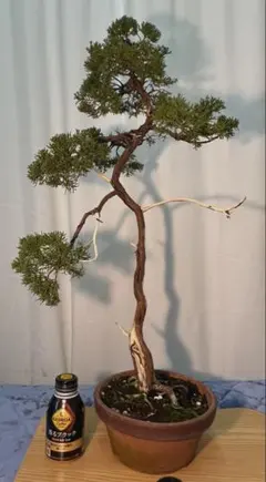 2026年最新】真柏 文人の人気アイテム - メルカリ