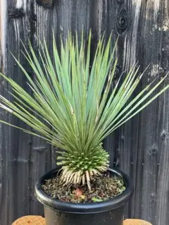 チェリー様 リクエスト 2点 まとめ商品