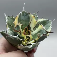 2025年最新】白鯨錦の人気アイテム - メルカリ