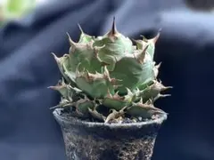 みごとな姫厳龍　鉢ごと発送！！ 2025年最新】姫厳竜の人気アイテム - メルカリ