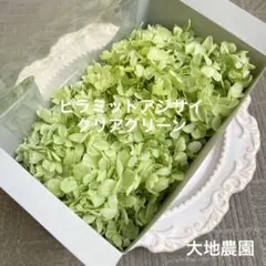 済　koko様　ご専用