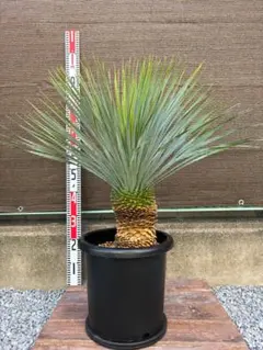 【AL1135】ユッカ　ロストラータ　超超美形　シルバーブルー個体　感動個体 AL1135】ユッカ ロストラータ 超超美形 シルバーブルー個体 感動個体