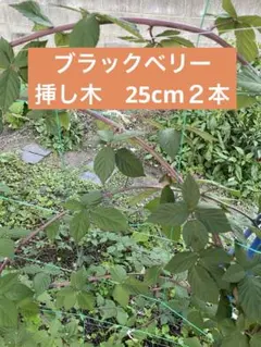 ブラックベリー　挿し木　2本