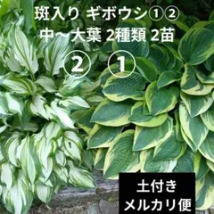 2026年最新】ホスタギボウシの人気アイテム - メルカリ