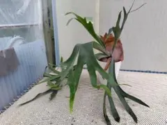 ビカクシダ コウモリラン ネザーランド 超特大株 モンスト