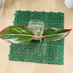 アグラオネマ　サイアムオーロラ