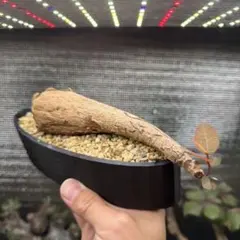 レア実生！ マフィンゲンシス ユーフォルビア 多肉植物 塊根植物