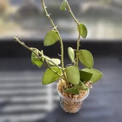 【メルカリ便】ホヤ ヌンムラリオイデス　ホヤ　カリン　観葉植物