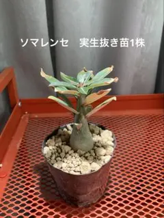 アデニウム　ソマレンセ　1株　抜き苗のサムネイル