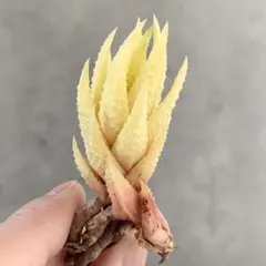 2026年最新】ハオルチア斑入りの人気アイテム - メルカリ