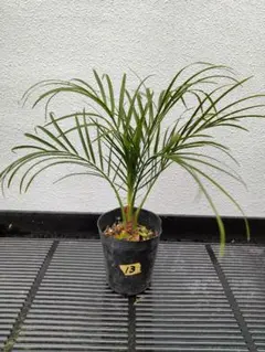 沖縄産】フェニックスロベレニー⑭ ドライガーデン 観葉植物 ヤシ