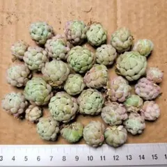 ②ラノリンボール30個セット✨多肉植物　エケベリア　詰め合わせ　ちまちま寄せ植え