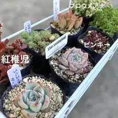 多肉植物　まとめ売り