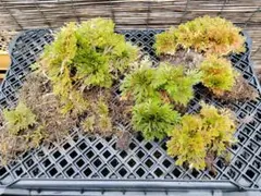 2026年最新】岩松 イワヒバの人気アイテム - メルカリ