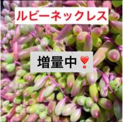 40A4☆プクプク可愛い☆年中楽しめる✂ルビーネックレス☆カット苗☆楽しい園芸☆