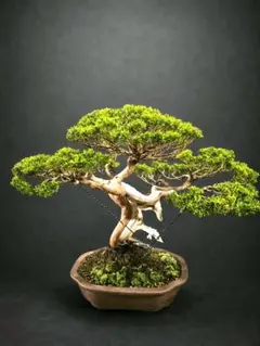 【中品　真柏盆栽】山木❓　　　　⭕最大幹幅 8㎝(8枚目) 中品 真柏盆栽】山木❓ ⭕最大幹幅 8㎝(8枚目) - メルカリ
