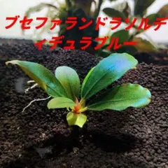 ブセファランドラ溶岩石活着Bucephalandra sp. Shine blu - メルカリ