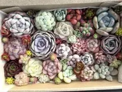 多肉植物　カット苗　寄せ植え　詰め合わせ　115