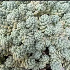 多肉植物　セダム　マジョール　25カット 多肉植物 セダム マジョール 25カット - メルカリ