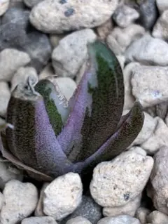 2026年最新】豆豆龍 アガベの人気アイテム - メルカリ