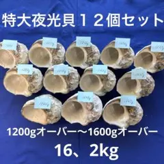 夜光貝 ヤコウ貝 まとめ売り 12個 12、2kg アクセサリー ルアー - メルカリ