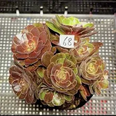 100#植物アエオニウム錦❤️サラダボール中斑錦❤️韶華❤️2大頭6小頭