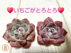 2025年最新】苺苗の人気アイテム - メルカリ