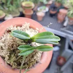 2026年最新】富貴蘭 玉金剛の人気アイテム - メルカリ