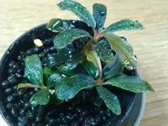 KYo ABC様 リクエスト 2点 まとめ商品