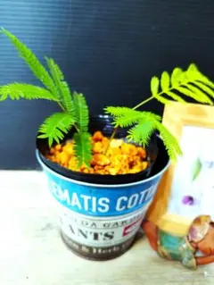 (^_-)-☆セール❣️エバーフレッシュ　挿し木苗　幼苗　№1