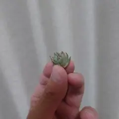 おらいさん 原種 緑札 希少 ザラゴーサspノバ カット苗 - メルカリ