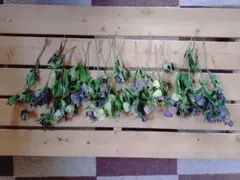 クリスマスローズ　ドライフラワー　約30本