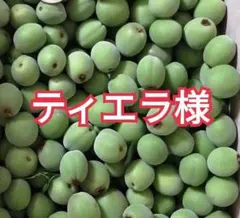 おまけ有】本日朝採れ！府中市産無農薬青梅 10kg（手摘み・大容量お得