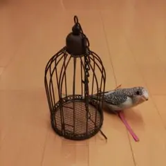 소형 사육장 원예 인테리어 용품