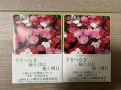 コスモス 種 2袋セット