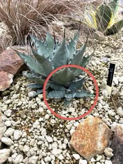 2025年最新】アガベ コロラータの人気アイテム - メルカリ