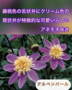 ペコちゃん様 リクエスト 4点 まとめ商品