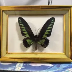 2026年最新】蝶 標本 アカエリトリバネアゲハの人気アイテム - メルカリ