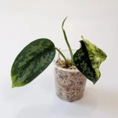 2026年最新】スキンダプサスの人気アイテム - メルカリ