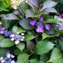 紫陽花挿木苗のサムネイル