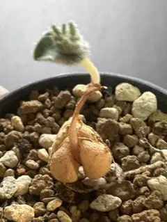 2025年最新】エリオスペルマムの人気アイテム - メルカリ