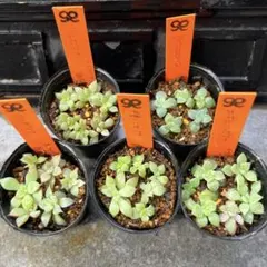 2025年最新】mさん苗コロラータの人気アイテム - メルカリ