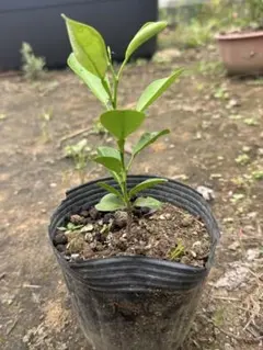カラマンシー苗木 鉢植え 2 本セット - メルカリ