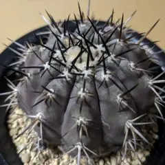 2025年最新】コピアポア シネレアの人気アイテム - メルカリ