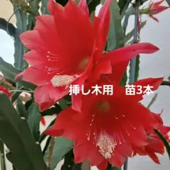 赤色 孔雀サボテン 苗３本のサムネイル