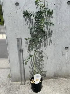 アカシア　スペクタビリス　メルカリ便　オージープランツ