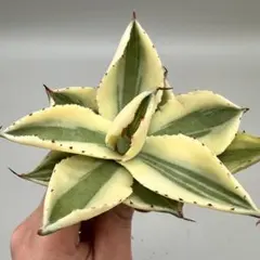 2026年最新】吉祥冠錦の人気アイテム - メルカリ