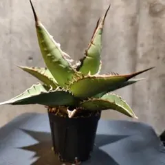 裏棘】 Agave oteroi アガベ オテロイ 実生 選抜 - メルカリ