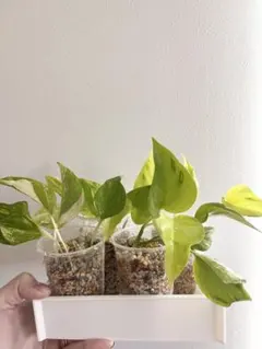 2025年最新】ポトス テルノの人気アイテム - メルカリ